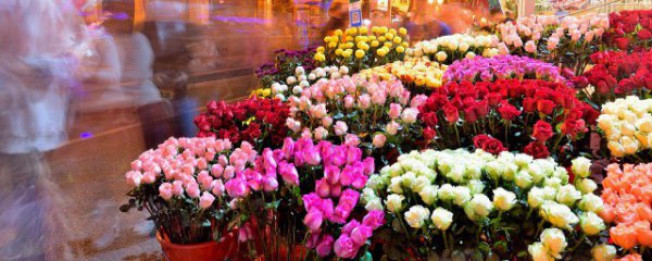 风水家里摆什么花好