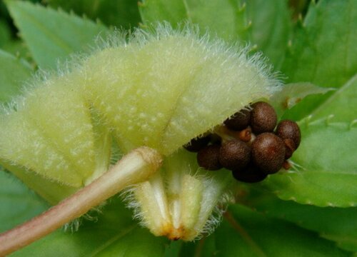 凤仙花种子什么时候播种最好