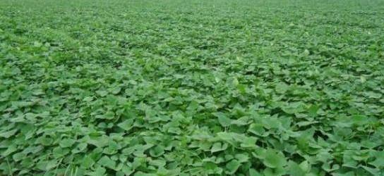 地瓜后期怎样管理