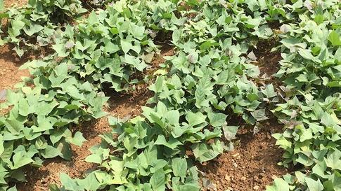 地瓜后期怎样管理