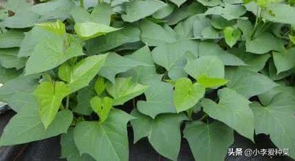 地瓜后期怎样管理