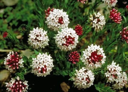 狼毒花的功效与作用