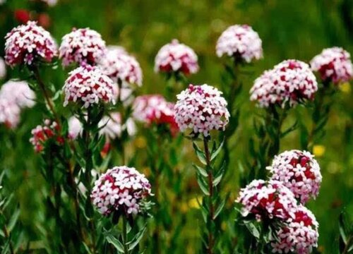 狼毒花的功效与作用