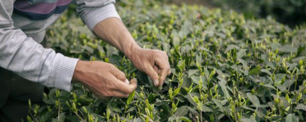 绿茶与什么茶搭配好