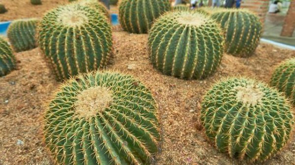 俄罗斯最大的城市是哪个