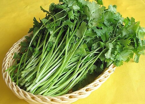 香芹和芹菜的区别图片