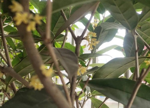 四季桂花什么时候开花