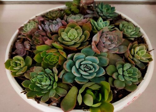 如何解决多肉干瘪没精神的问题