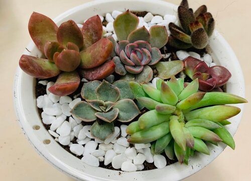 如何解决多肉干瘪没精神的问题