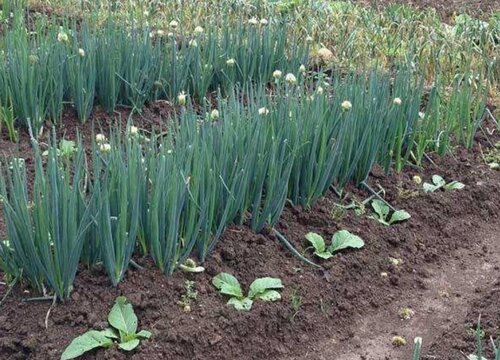 大葱葱白细短怎么办