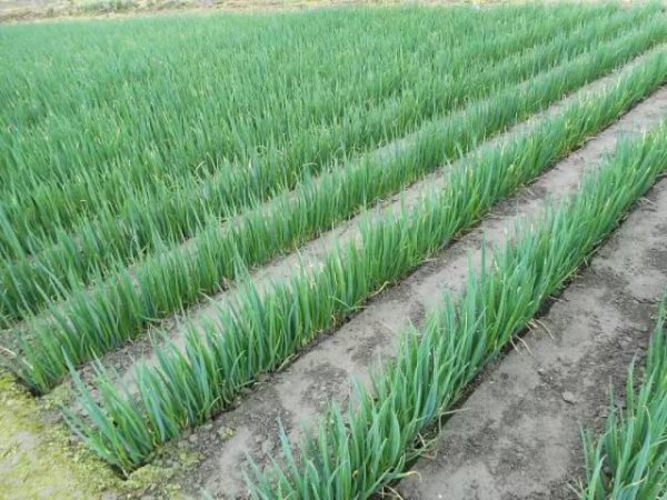 大葱葱白细短怎么办