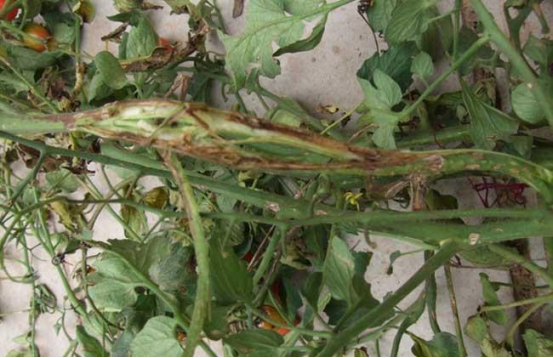 西红柿病害防治方法及措施