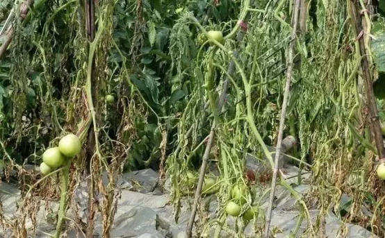 西红柿病害防治方法及措施