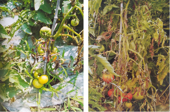 西红柿病害防治方法及措施