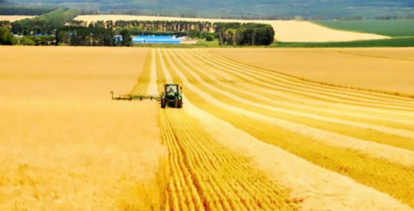 北大仓是指我国哪个省