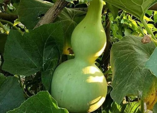 葫芦喜阴还是喜阳光的植物