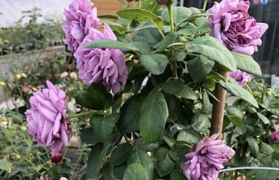 微蓝月季优缺点