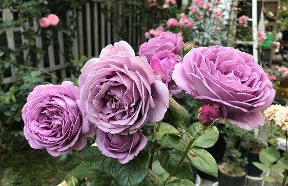 微蓝月季优缺点