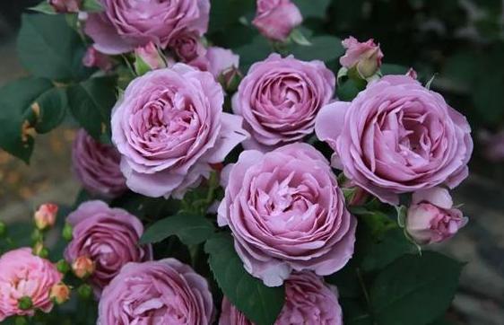 微蓝月季优缺点