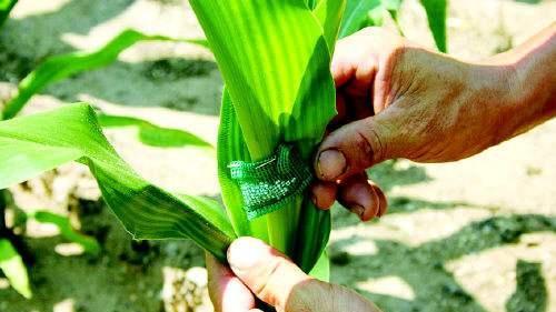 玉米钻心虫怎么防治效果好