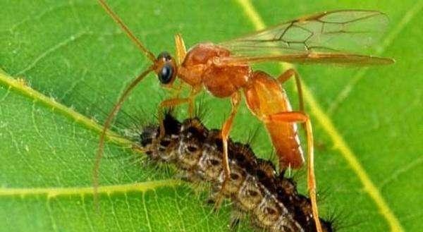 玉米钻心虫怎么防治效果好