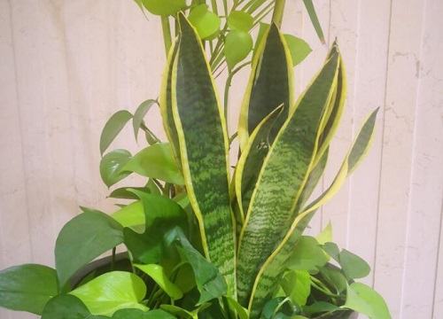 虎皮兰的花语和寓意