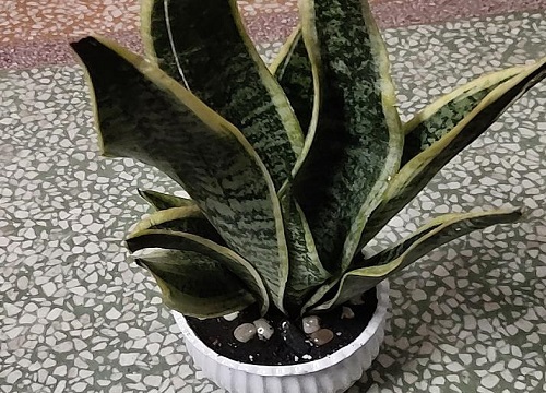 虎皮兰的花语和寓意