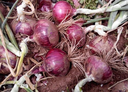 洋葱种植技术和管理方法