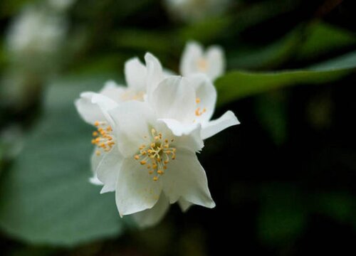 茉莉花喜阴还是喜阳光的植物