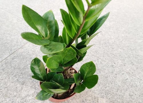 钱串子多长时间浇一次水