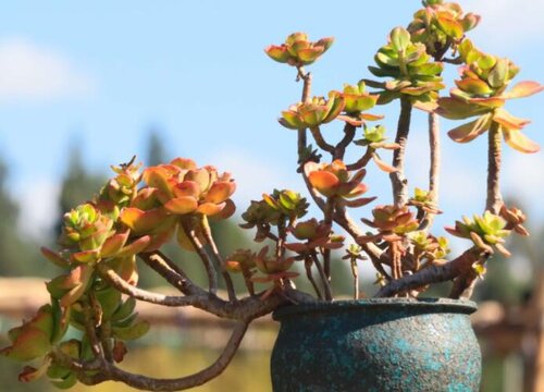 古木多肉该如何养护