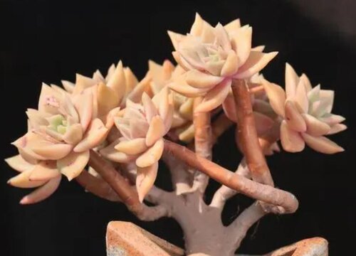 古木多肉该如何养护