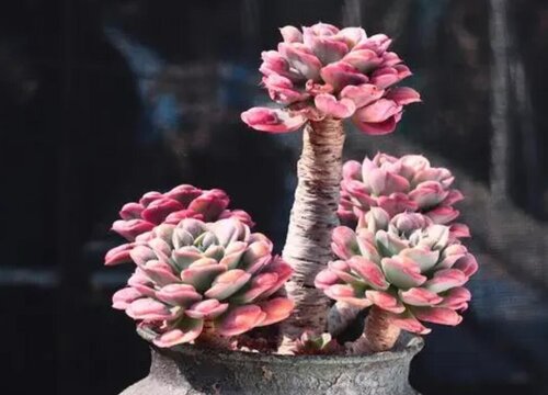 古木多肉该如何养护