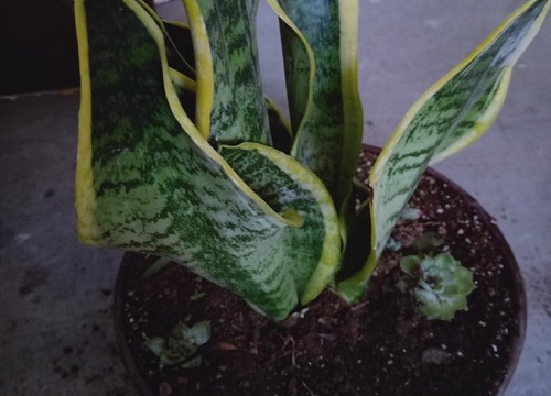 虎皮兰怎么扦插生根快