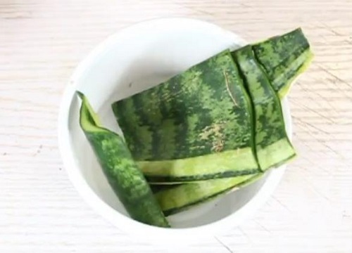 虎皮兰怎么扦插生根快