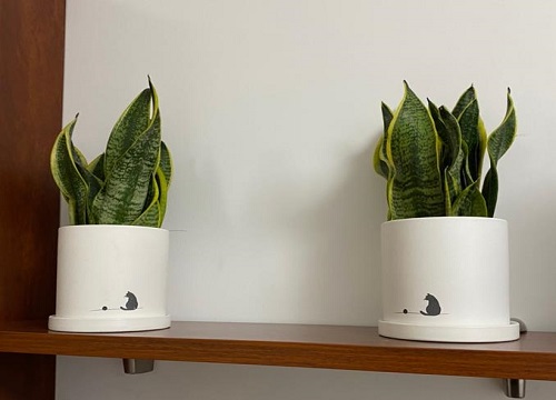 虎皮兰怎么扦插生根快