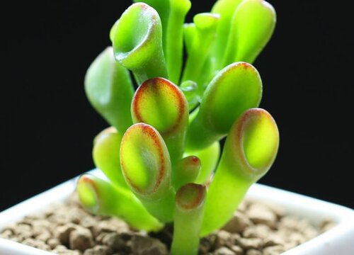 筒叶花月叶子一碰就掉怎么回事