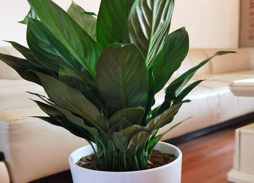 白掌摆放哪里招财