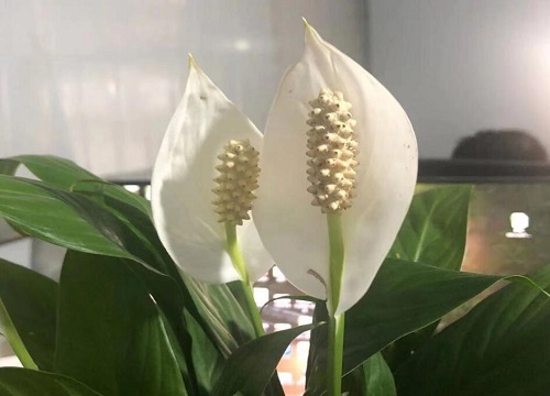 白掌摆放哪里招财