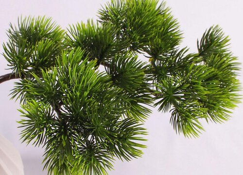 松树叶可以做肥料吗