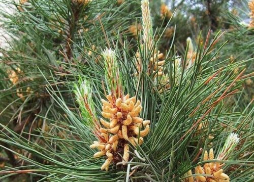 松树叶可以做肥料吗