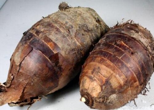 芋头生长期多少天