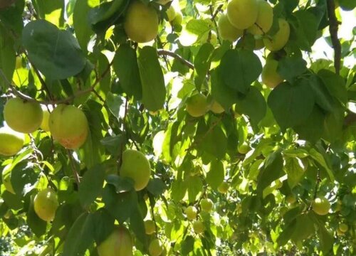 小白杏什么时候成熟