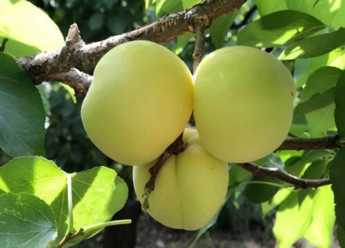 小白杏什么时候成熟