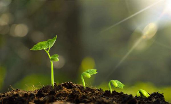 什么时候种西瓜的时间是最佳