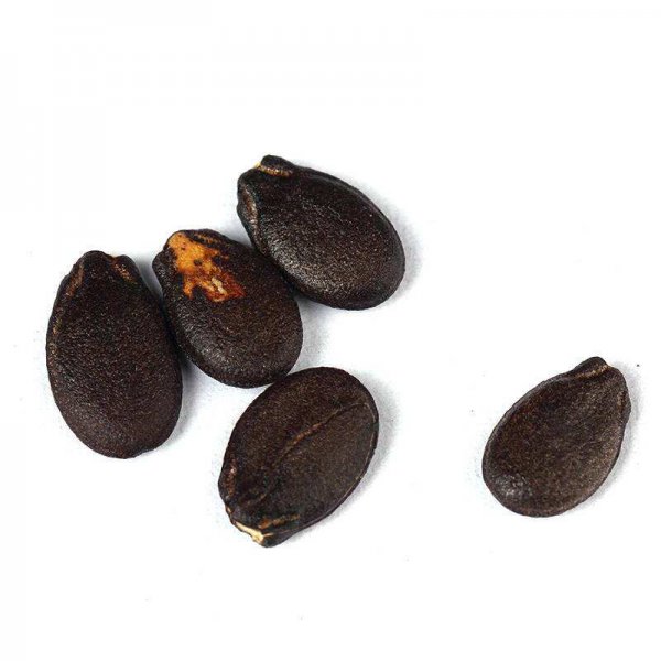 什么时候种西瓜的时间是最佳