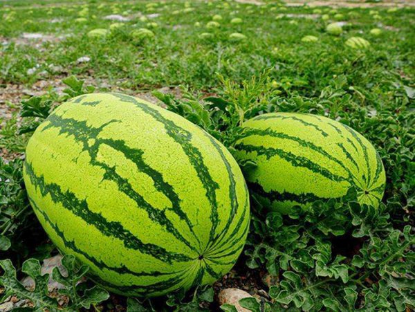 什么时候种西瓜的时间是最佳