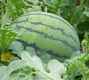 什么时候种西瓜的时间是最佳