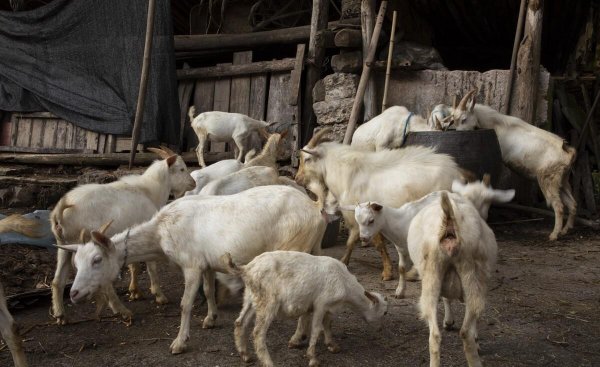 农村养殖什么最可靠