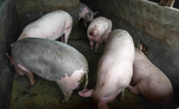 农村养殖什么最可靠